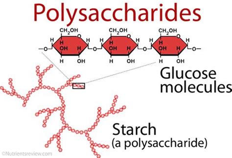 Polysaccaharides are complex carbohydrates made of many simple sugars ...