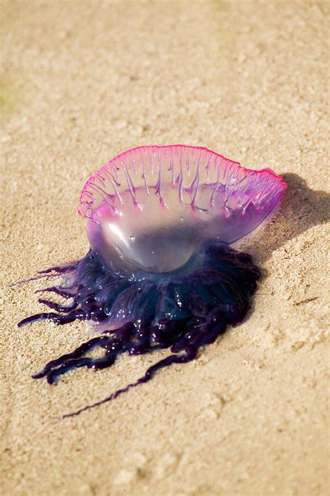 Portuguese Man O' War Jellyfish Photograph by Stuart Westmorland - Pixels