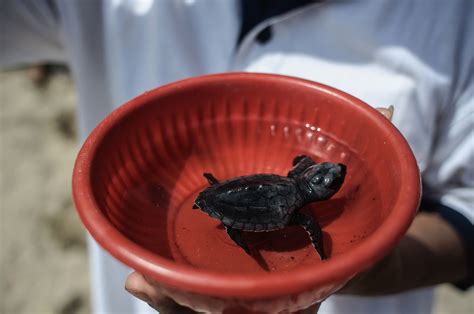 People Are Getting Salmonella From Tiny Pet Turtles Bought Online: CDC - Newsweek