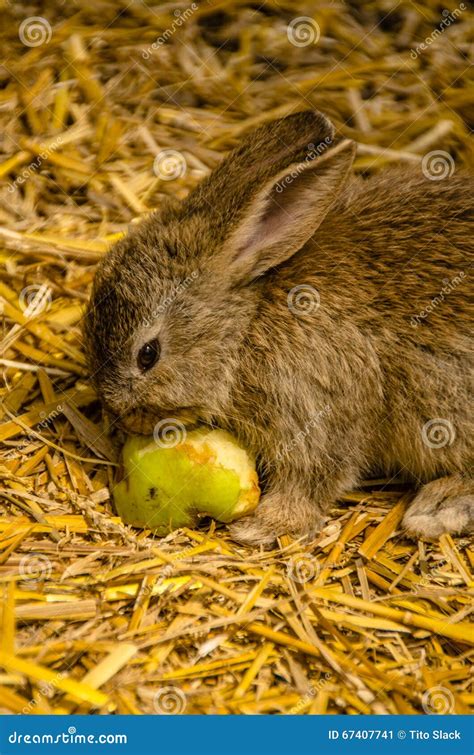 Cute Baby Bunny stock image. Image of wild, brown, small - 67407741