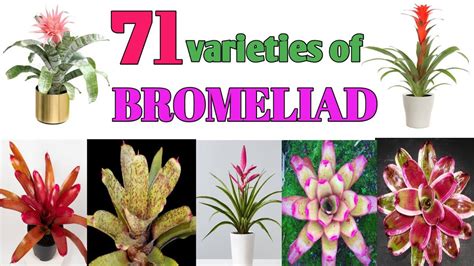 71 Bromeliad Plant Varieties/ Plant and Planting - YouTube