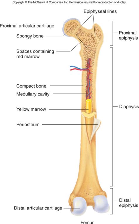 Skeletal System Diagram | Quizlet