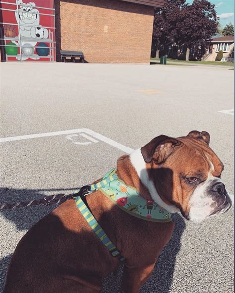 Vladdy the bulldog with his mascot : r/Bulldogs