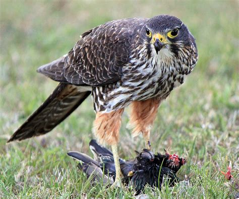 New Zealand Falcon : Birding NZ