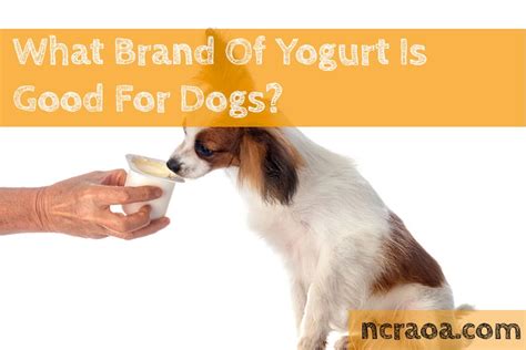 What Brand Of Yogurt Is Good For Dogs? | National Canine Research Association Of America