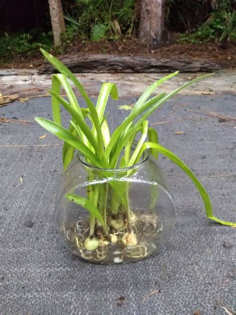 Easter Lily Bulbs lilies potted plant or loose WELL rooted | Etsy