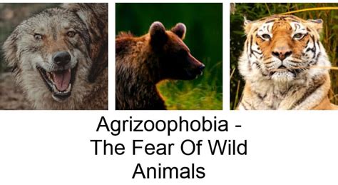 Agrizoophobia - Fear of Wild Animals