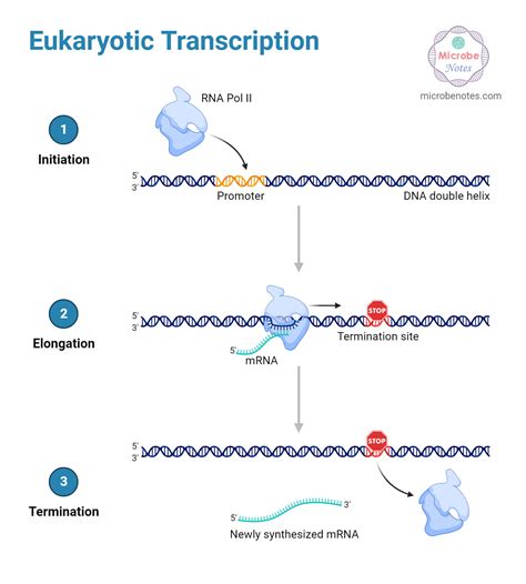 Mrna Transcription Diagram