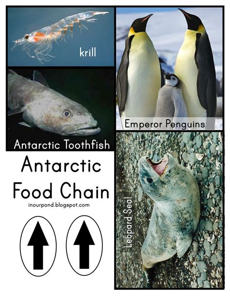 Emperor Penguin Food Chain