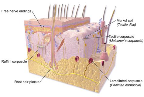 Feeling Touch Ask A Biologist