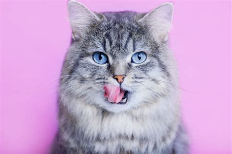 200 Food Names for Cats You'll Eat Right Up | Great Pet Care