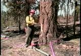 Wildland Fire Chain Saws - Part 8 - Tree Falling : National Archives ...