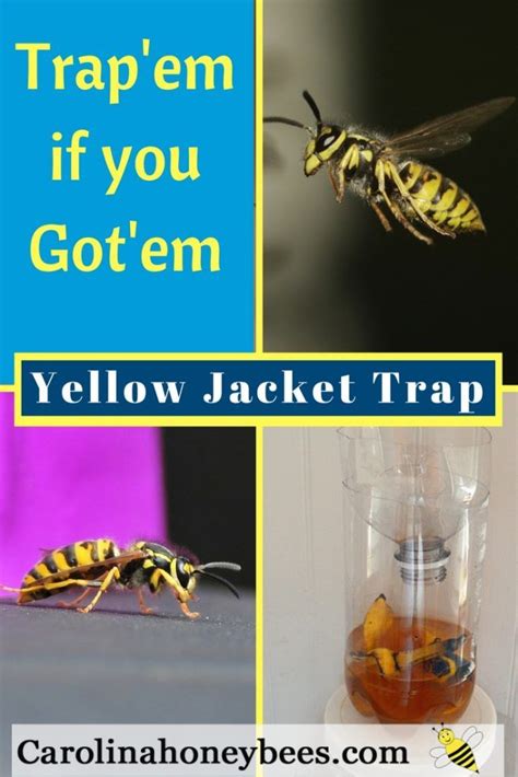 Yellow jacket trap easy diy wasp trap – Artofit