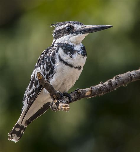 Pied Kingfisher - Owen Deutsch Photography