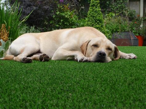 Its a Dogs Life With Verde Artificial Grass