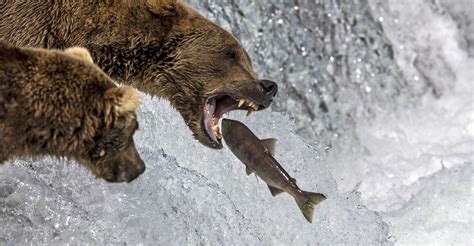 Brown Bears Fishing at Alaska’s Brooks Falls - The Atlantic