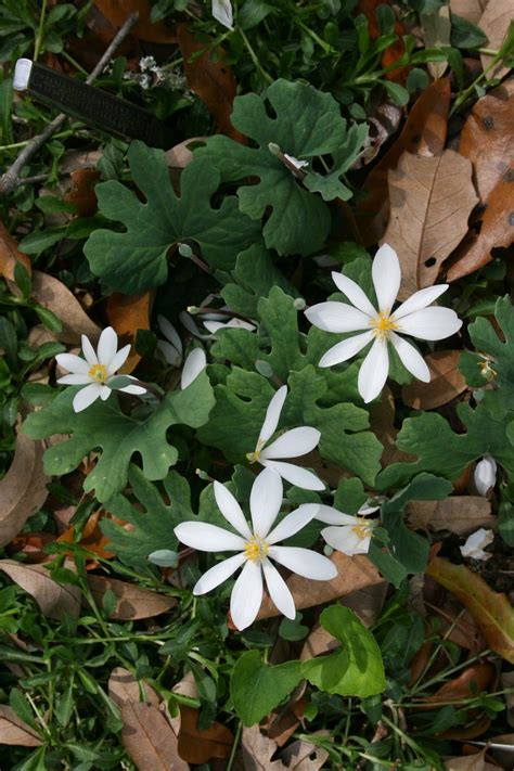 North Florida Native Ground Cover Plants - ground cover is best