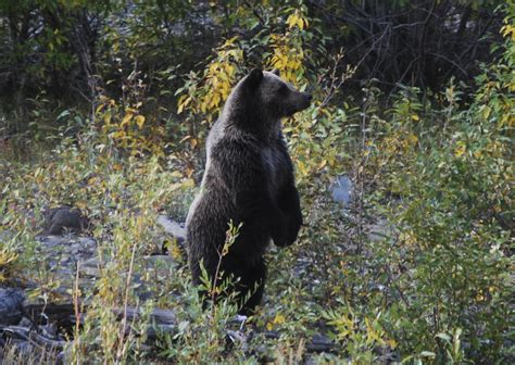 Jake :: Weblog :: Grizzly Bear Picture