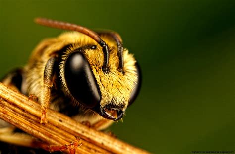 Macro Photography Bee Hd Wallpaper | High Definitions Wallpapers