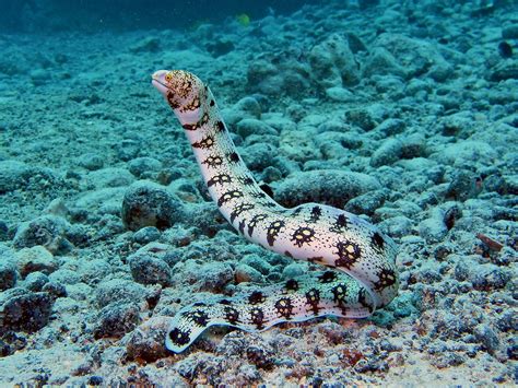 Snowflake (Snowflake Moray) Profile