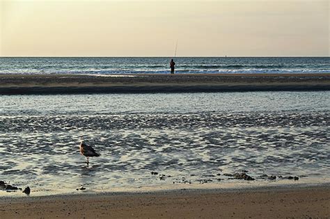 Ogunquit Beach Seagull and FIsherman at Sunrise Ogunquit Maine Photograph by Toby McGuire - Fine ...