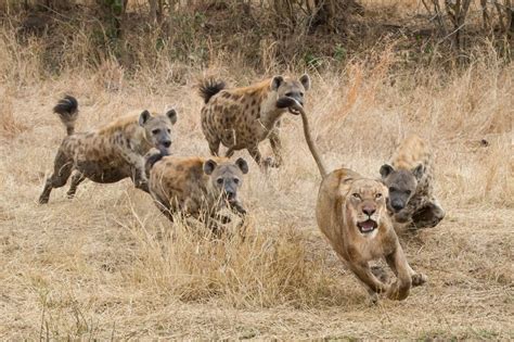 Lions vs. Hyenas: When Hyenas Won't Back Down from a Lion Pride