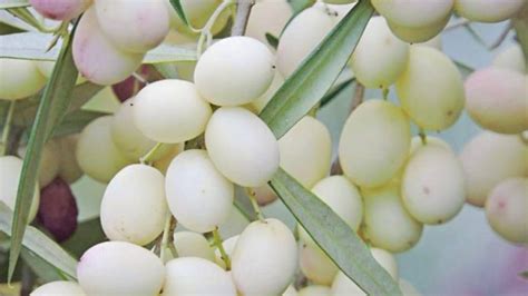 white-olive-720x383 (1) - AgroWeb