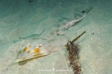 Eastern Shovelnose Ray 004 | Sharks and Rays