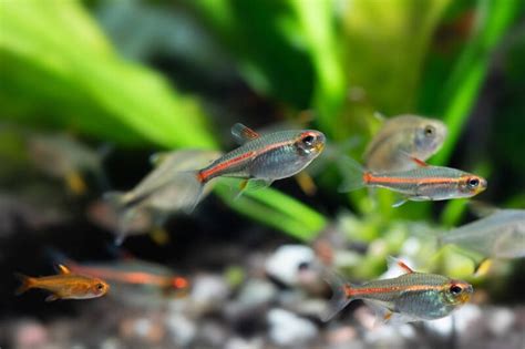 39 Most Colorful & Active Types of Tetras for Your Tank