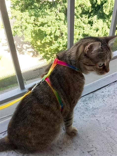 Adjustable cat harness.Rainbow harness for cat. Cat harness. | Etsy