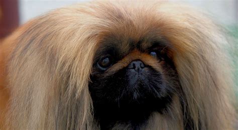 Pekingese Dog Breed Information - American Kennel Club