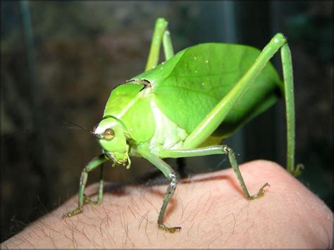 Giant Florida Katydid - Jonathan's Jungle Roadshow