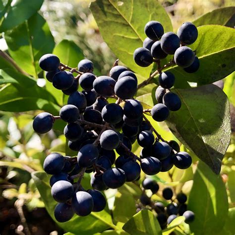 Dark Blue Privet Berries for Harvesting