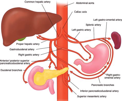 Gi Blood Supply