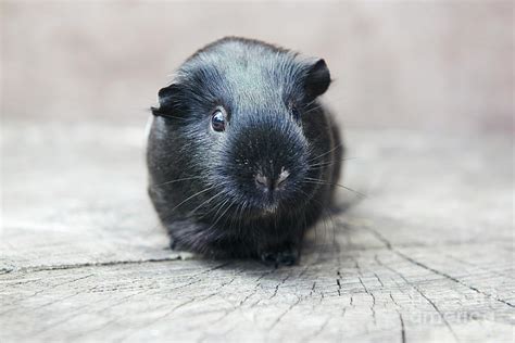 Black Guinea Pig Looking At Camera Photograph by Tara Moore - Pixels