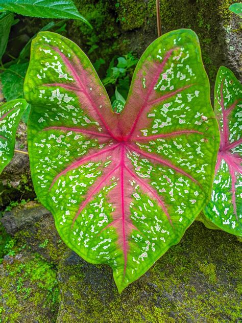 ornamental taro plants are suitable to decorate gardens and homes, ornamental yams are a group ...