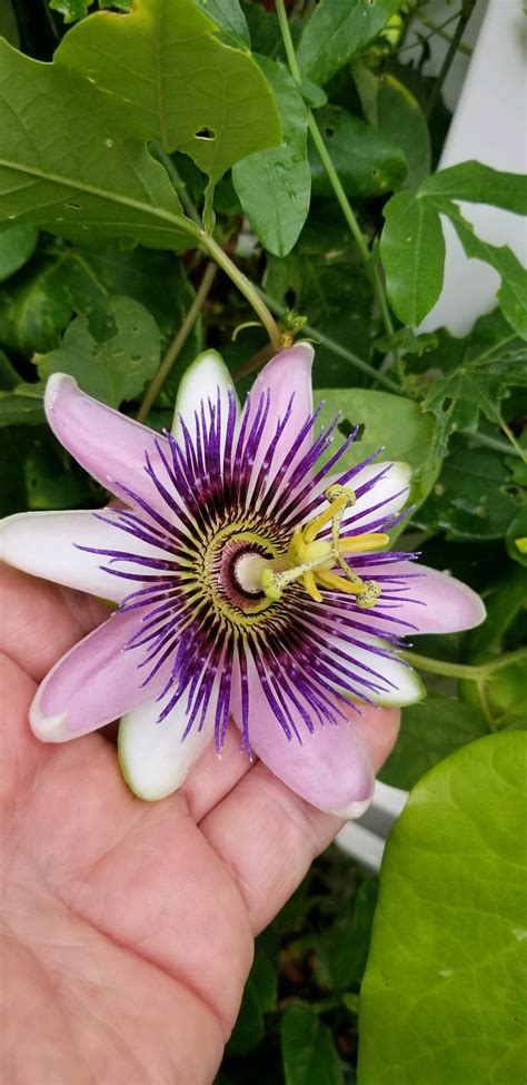 Purple Passion Maypop Vine in My Florida Small Container