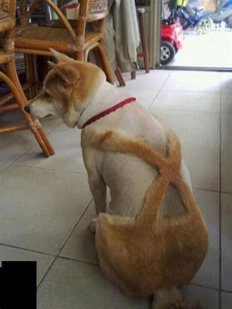 Dog Grooming Fail