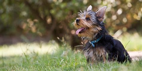 Shades and Patterns of Yorkie Colors - Yorkies & Cross-Breeds