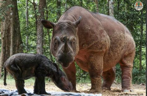 Critically Endangered Sumatran Rhino Born in Indonesia