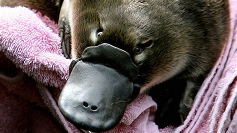 Can Platypus Venom Kill You?