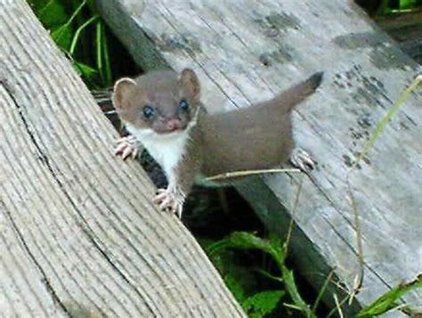 Stoat! | Animals, Cute baby animals, Baby animals