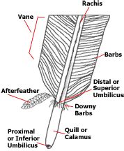 Bird Feather Types, Anatomy, Molting, Growth, and Color | PetCoach