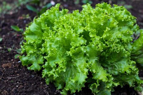 How to Grow Lettuce at Home with Seeds and Without Seeds