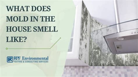 Mold Infestation Signs: What Does Mold in the House Smell Like?