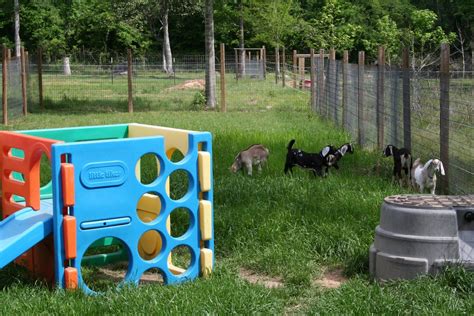 Goat Toys and Care for a Mini Farm