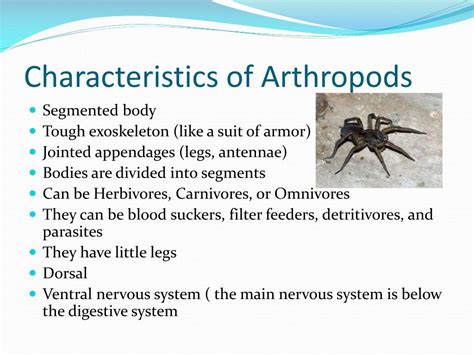 PPT - Phylum Mollusca, Arthropoda , and Echinodermata PowerPoint ...