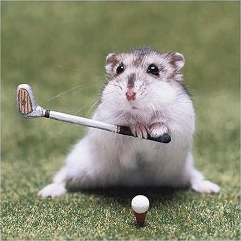 Animals Playing Sports GIFs: 20 Awesome Animal Athletes