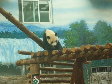 A Chinese Experience: Panda House at Beijing Zoo