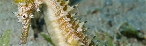 Seahorse Anatomy - Seahorse Facts and Information